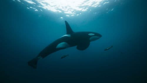 Atlantik Kıyıları