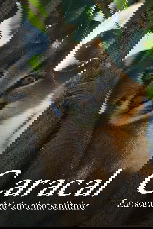Caracal: La Société du chat solitaire