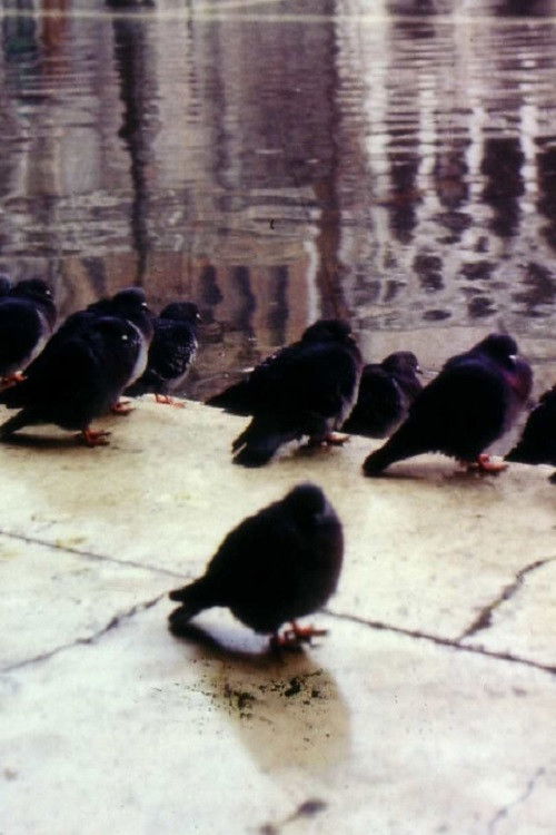 Une ville de la mer ou comment survivre à Venise
