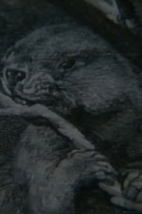 Raport w sprawie bobra